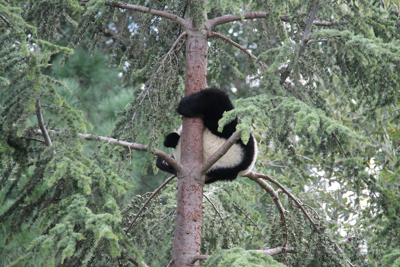 Panda wielka w ZOO w Madrycie podczas akrobacji na drzewie