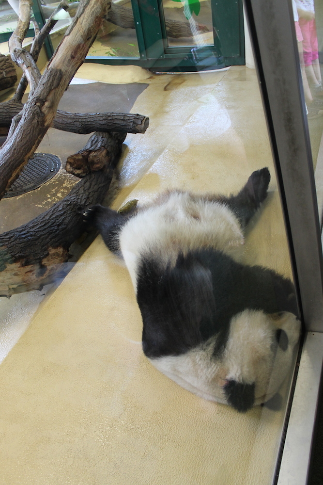 Leniuchująca panda wielka w ZOO w Wiedniu