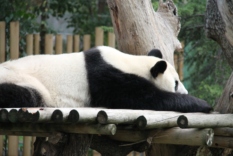 panda wielka w ZOO w Madrycie podczas odpoczynku