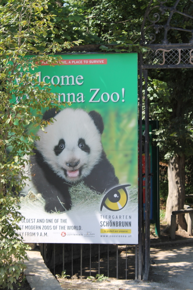 Wejście do ZOO w Wiedniu i panda wielka na plakacie