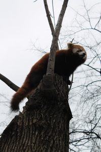Panda mała w ZOO w Budapeszcie