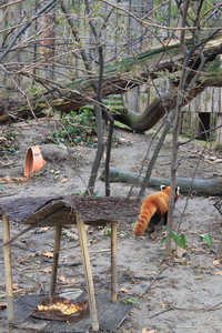 Panda mała w ZOO w Budapeszcie