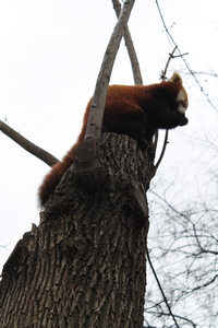 Panda mała w ZOO w Budapeszcie