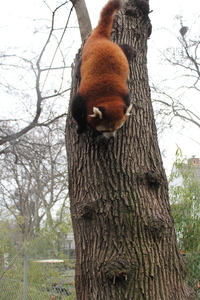 Panda mała w ZOO w Budapeszcie