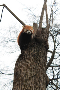 Panda mała w ZOO w Budapeszcie