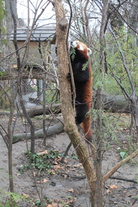 Panda mała w ZOO w Budapeszcie