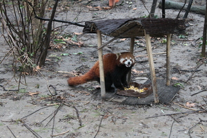 Panda mała w ZOO w Budapeszcie