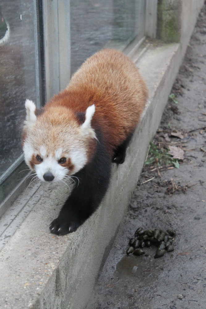 [panda mała - ZOO Budapeszt]