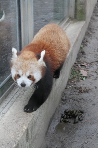 Panda mała w ZOO w Budapeszcie