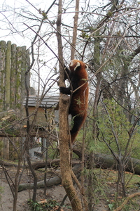 Panda mała w ZOO w Budapeszcie