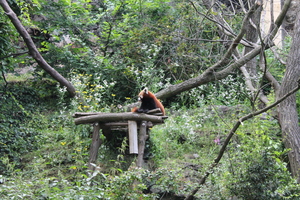Panda mała w ZOO w Pradze