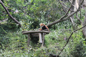 Panda mała w ZOO w Pradze