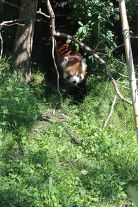 Panda mała w ZOO w Wiedniu