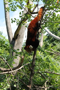 Panda mała w ZOO w Wiedniu