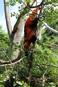 Panda mała w ZOO w Wiedniu