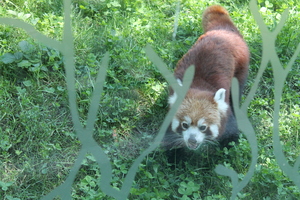 Panda mała w ZOO w Wiedniu