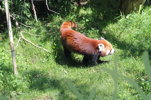 Panda mała w ZOO w Wiedniu