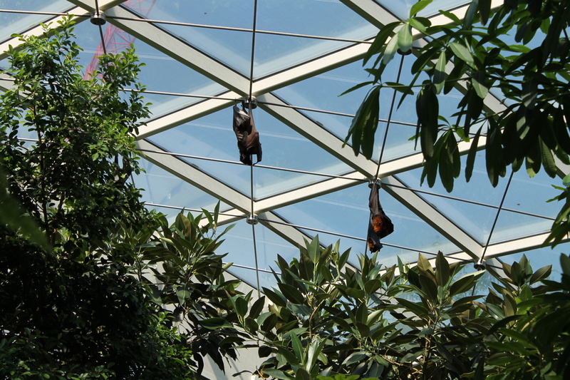 Ogromne nietoperze zwisająca nad głowami zwiedzających Zoo w Wiedniu