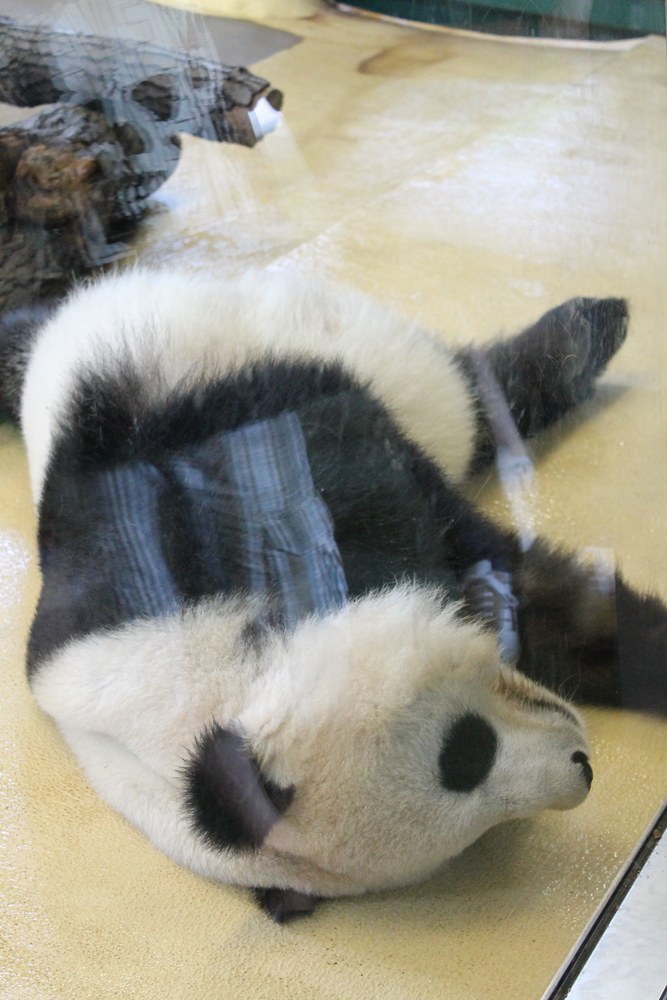 panda wielka w zoo w Wiedniu w swojej 'naturalnej pozycji'