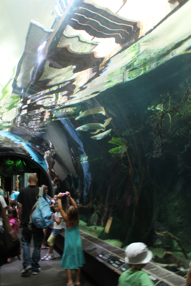 Tunel z morskimi zwierzętami w wiedeńskim zoo