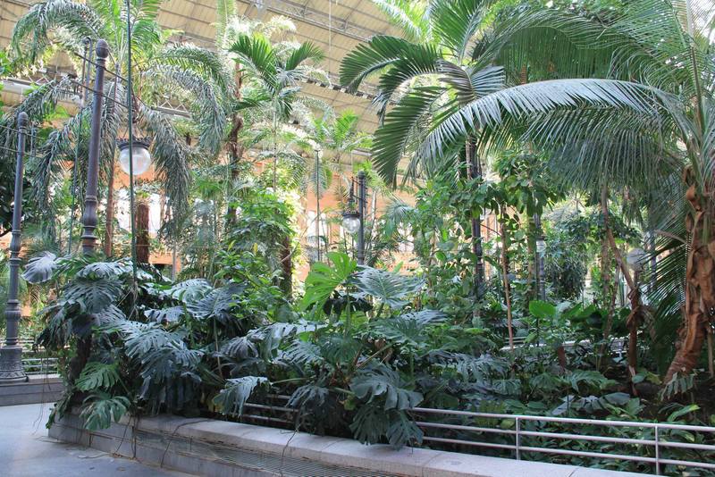 Tropikalny ogród na dworcu kolejowym Atocha w Madrycie