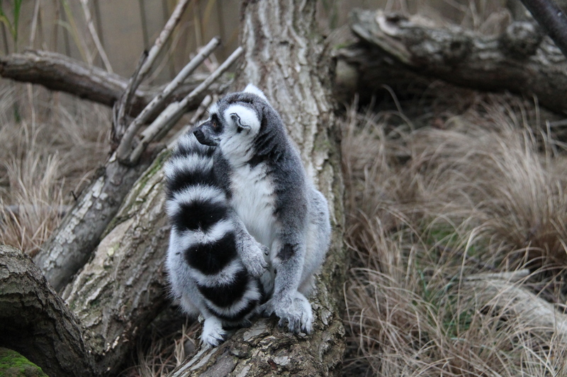 Lemur - In with the Lemurs - ZOO w Londynie