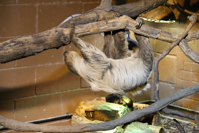 Leniwiec w londyńskim ogrodzie zoologicznym