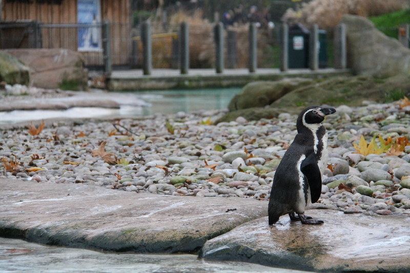 pingwin w ZOO w Londynie