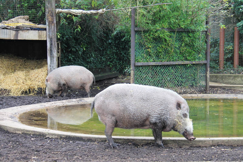 Podczas zwiedzania zoo w Londynie