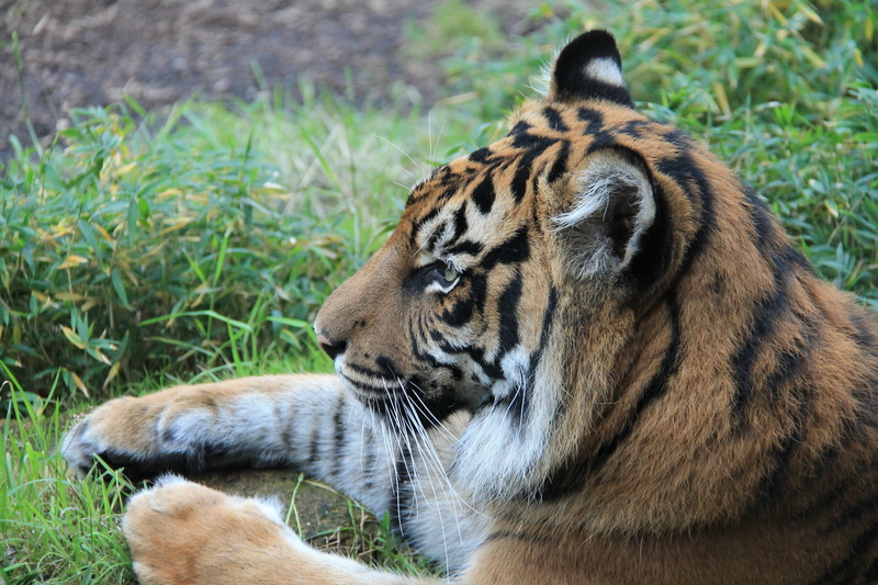 tygrys w zoo w Londynie