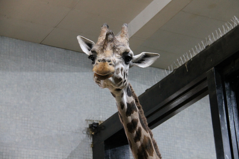 Żyrafa w ogrodzie zoologicznym w Londynie