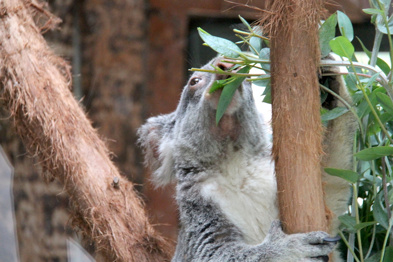 koala australijski w ZOO w Lizbonie