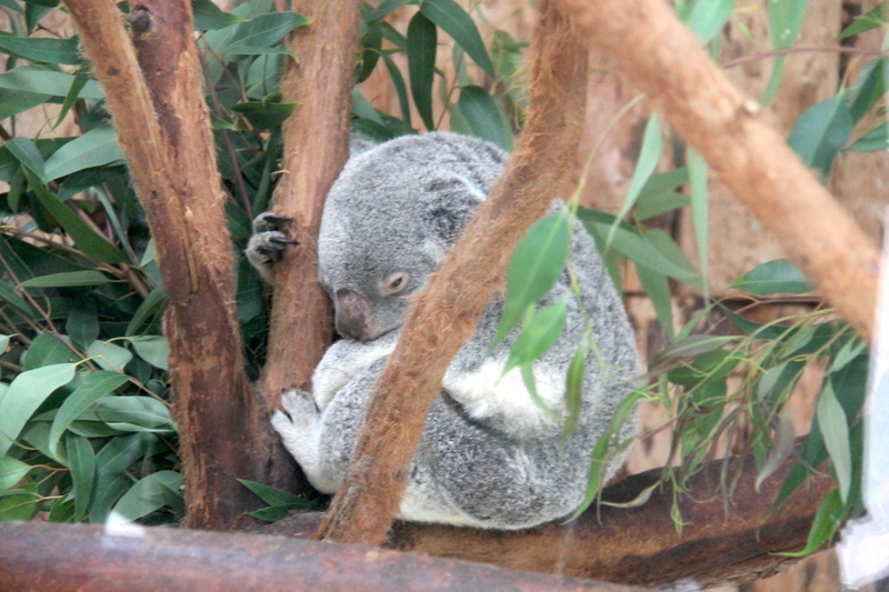 koala australijski w ZOO w Lizbonie