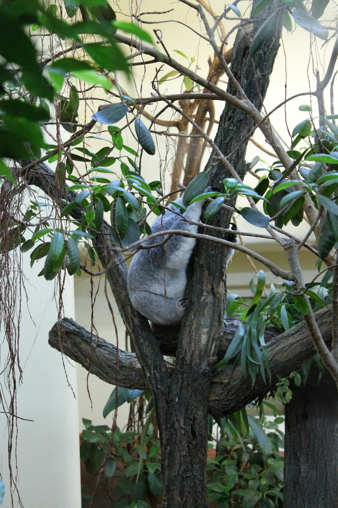 koala w wiedeńskim zoo