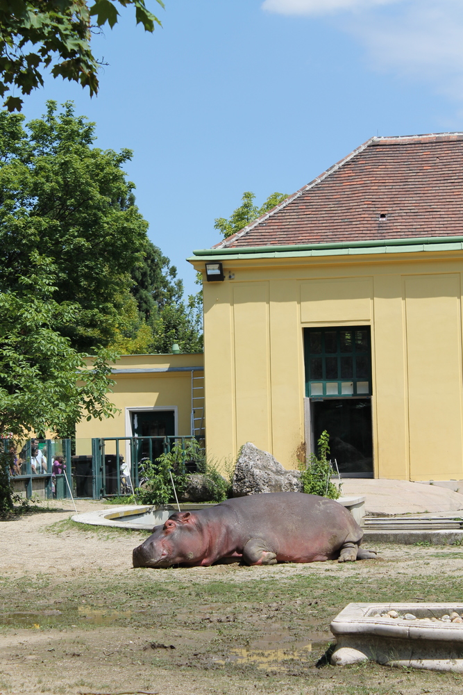 hipopotam - ZOO Wiedeń