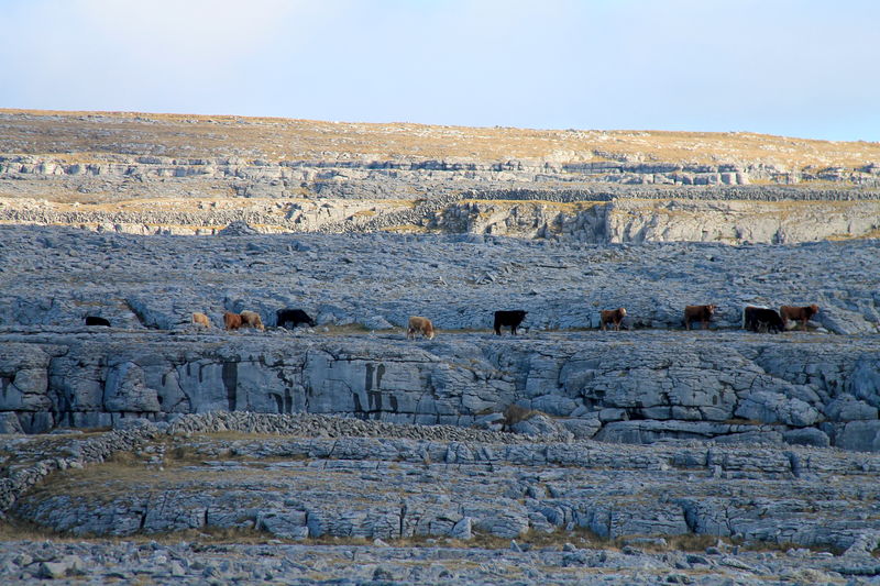 [Burren - Irlandia]