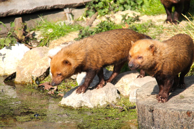 pakożer leśny - zoo w Amiens