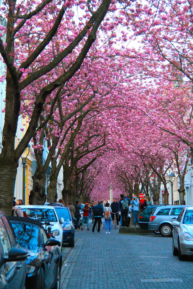 !Kwitnące wiśnie w Bonn
