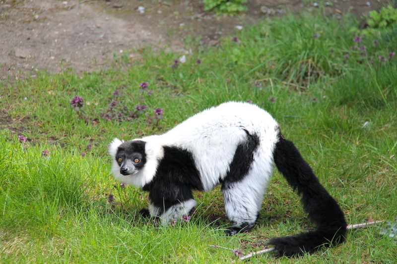 Lemur wari (biało-czarny) - ZOO w Kopenhadze