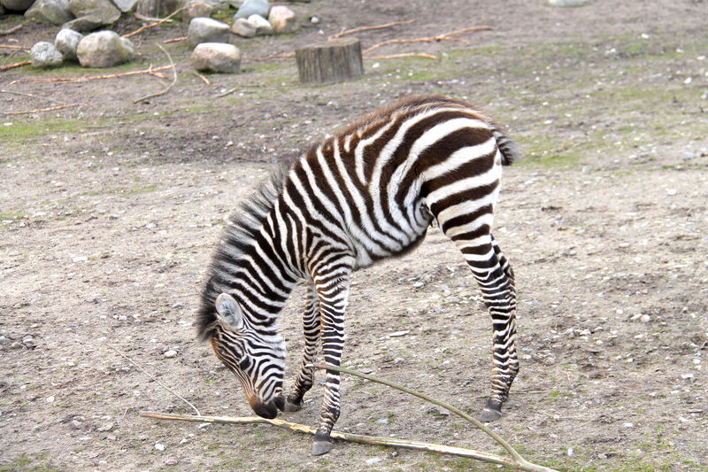 Młoda zebra w ZOO w Kopenhadze