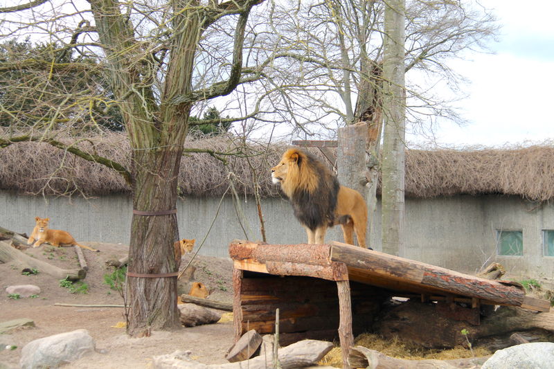 Wybieg lwów - ZOO w Kopenhadze