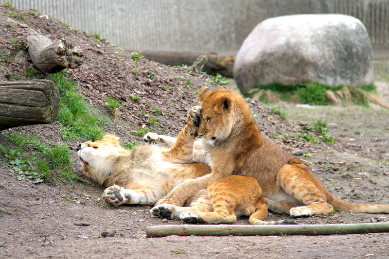 Małe lwiątka z ZOO w Kopenhadze