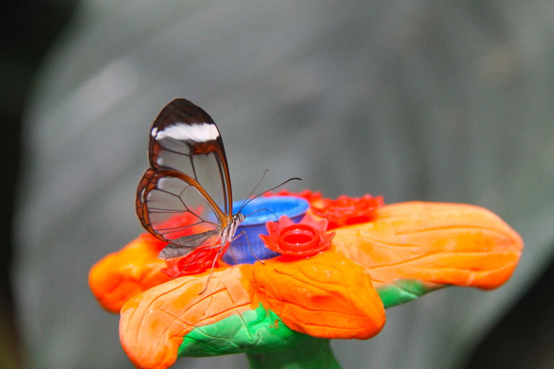 Motyl w Tropical ZOO - ogród zoologiczny w Kopenhadze