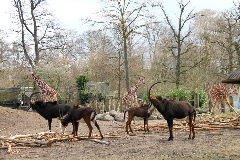 [Wspólny wybieg dla żyraf i innych zwierząt w ZOO w Kopenhadze]