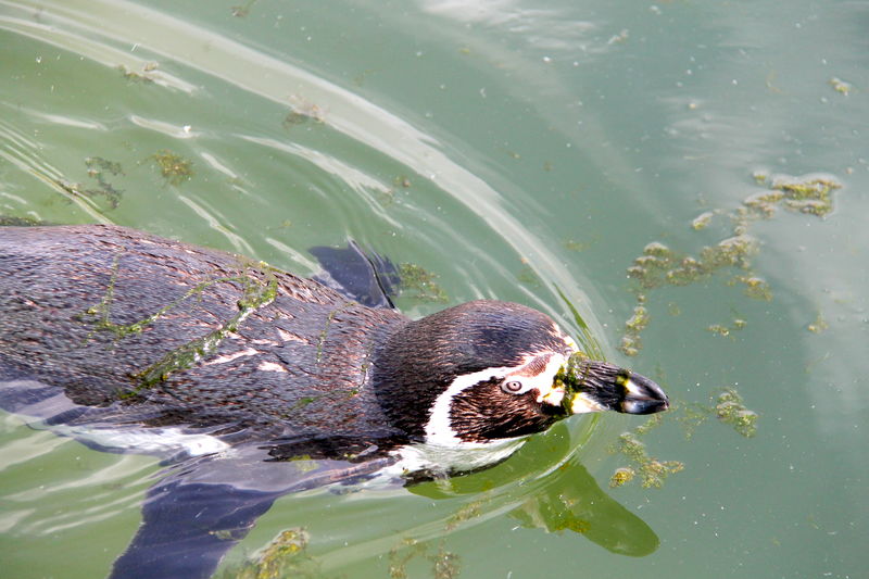 [pływający pingwin - ZOO Kopenhaga]