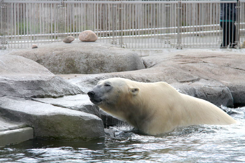 niedźwiedź polarny w ZOO w Kopenhadze