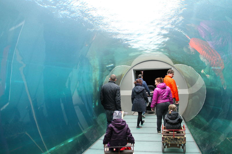 Tunel w ZOO w Kopenhadze w 'Pierścieniu Arktycznym', pod wodą - wybieg dla niedźwiedzi polarnych