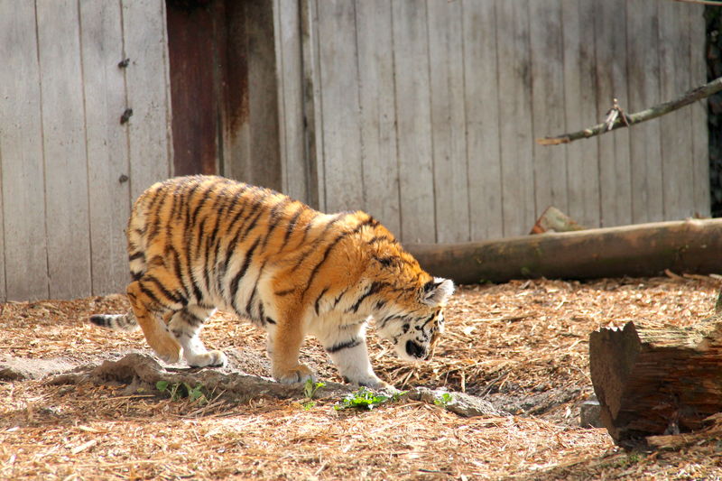 !Młody tygrys z ogrodzie zoologicznym w Kopenhadze