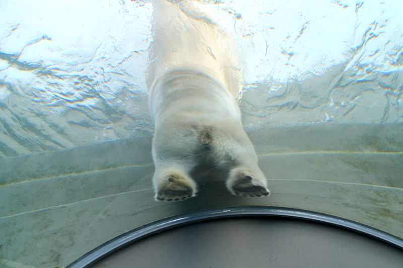 !Niedźwiedź polarny stojący na szklanym tunelu w ZOO w Kopenhadze