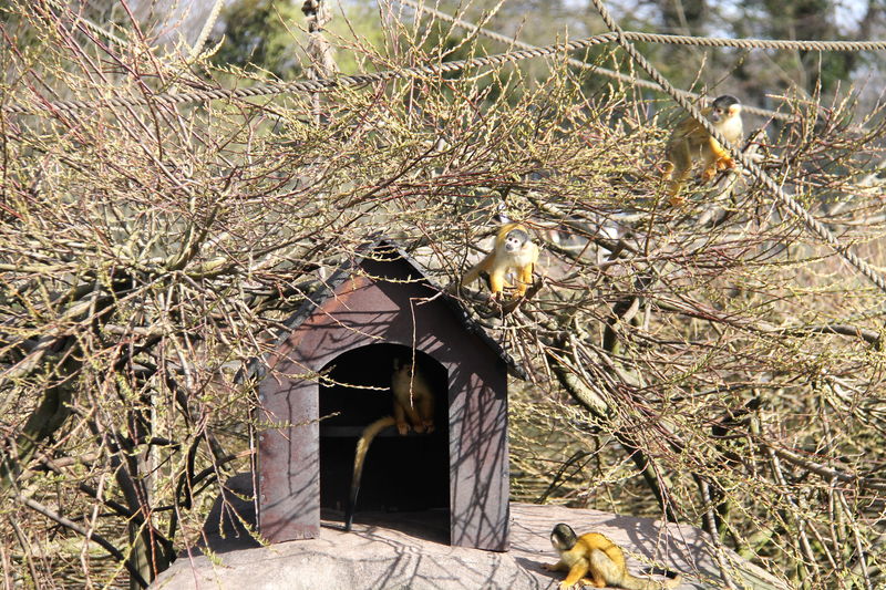 małpki - ZOO Kopenhaga